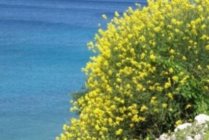 La Ginestra di Spagna: una pianta mediterranea e solare