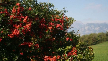 Pyracantha: La Scelta Ideale per una Siepe Rigogliosa e Sicura