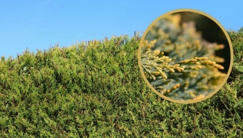 Cipresso Leylandii CastlewellanGold: L'Arte Topiaria Illuminata dal Verde Dorato