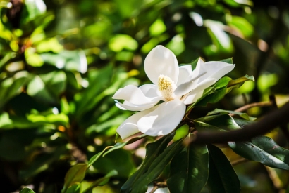 Magnolia Grandiflora: la sempreverde dall’aspetto maestoso