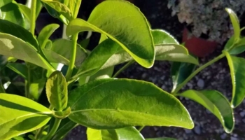 Viburno Lucido: Versatile e Affascinante per Ogni Spazio Verde