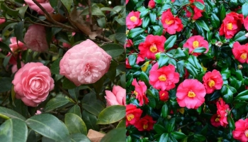 Camelia Japonica vs. Camelia Sasanqua: Confronto e Consigli per la Cura