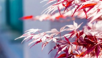 Aceri Rossi: Portatori di Fascino e Calore in Giardino