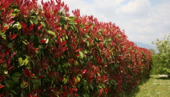 Alla Scoperta delle Diverse Varietà di Photinia e dei Loro Segreti