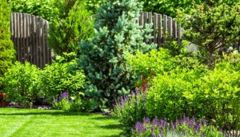 Che Piante Mettere in Giardino? Le 5 Regole d'Oro da seguire