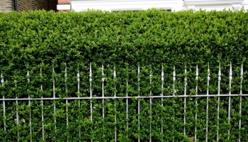 Ligustro da Siepe: Verde Brillante per il Tuo Giardino