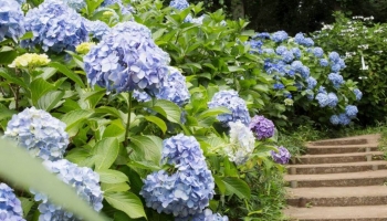Le Varietà di Ortensia per un’Esplosione di Fiori