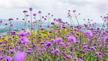 Porta la Magia della Verbena nel Tuo Giardino