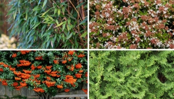 Che Siepe Mettere in Giardino? Le Regole da Seguire