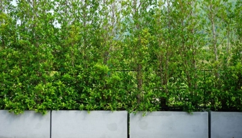 Come Fare una Siepe con i Vasi: Consigli per Realizzare una Siepe da Balcone