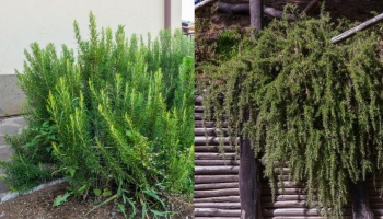 Rosmarino: Le Varietà e Come Coltivare una Pianta così Versatile