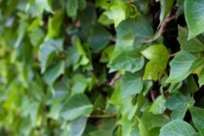 Creare effetti decorativi sulla facciata di casa con le pianti rampicanti