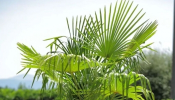 L’Eleganza Esotica della Palma Chamaerops Excelsa