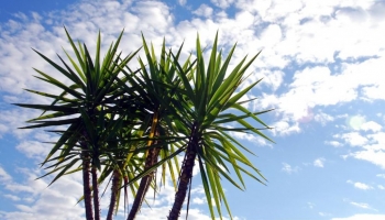 Yucca Elephantipes: Caratteristiche e Utilizzo del Tronchetto della Felicità
