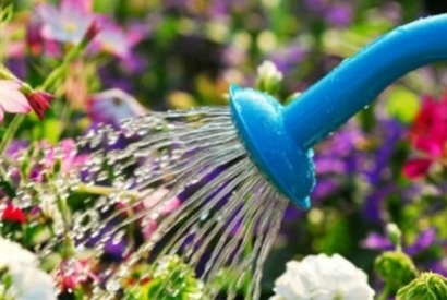 Cura delle Piante nel Periodo Estivo: 6 consigli utili