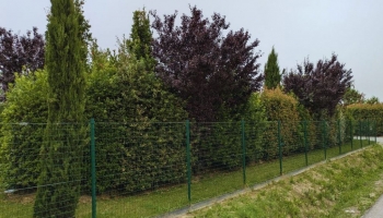 Come Fare una Siepe Mista: Trucchi e Consigli