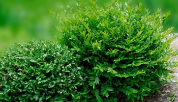 Lonicera Nitida: l'Alternativa Versatile e Resistente al Bosso