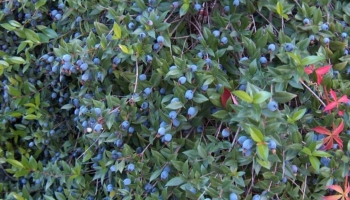 Come Fare una Siepe di Mirto: La Guida Completa