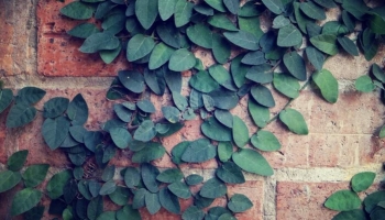 Ficus Repens: La Pianta Rampicante Perfetta all’Esterno (e all’Interno)