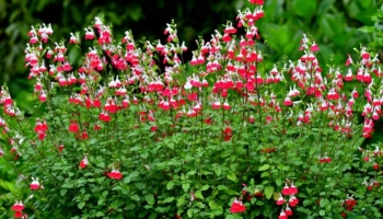 Conosci la Salvia Microphylla? Un Gioiello Fiorito per il tuo Spazio Verde