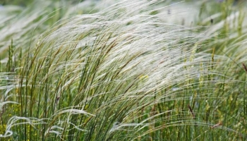 7 Modi per usare Stipa Tenuissima e creare un Giardino dall’aspetto Naturale
