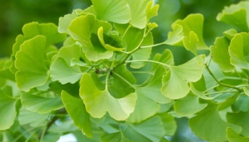 Ginkgo Biloba: L'Albero della Resilienza Amato da Tutti 