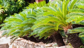 Eleganza e prestigio in giardino con il Cycas