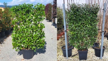 Spalliere di Piante: La Soluzione Perfetta per una Barriera Verde Istantanea