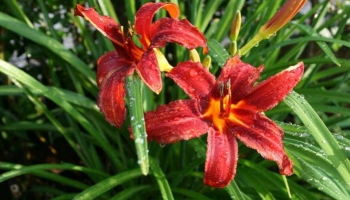 L’Hemerocallis, il Giglio di un Giorno che Incanta Tutto l'Anno
