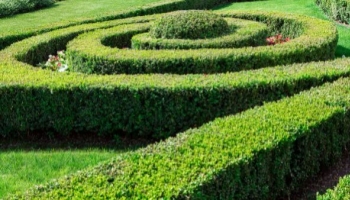 Piante da Siepe geometriche: il fascino del Bosso Faulkner