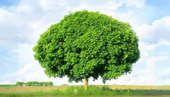 L'Acero Campestre: il Gigante Versatile del tuo Giardino