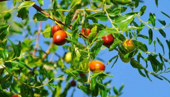 Scopri i Benefici del Giuggiolo: Frutti Gustosi e Poca Manutenzione