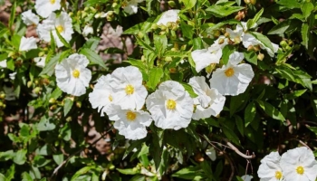 Perché il Cistus è la Pianta Fiorita Perfetta per Giardini, Bordure e Balconi