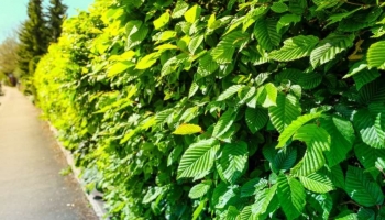 Il Carpino, l’Albero Elegante e Resistente per Siepi, Viali e Giardini