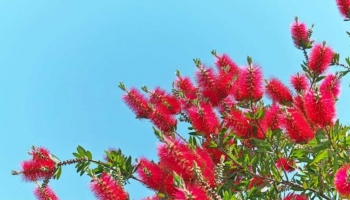 Coltivazione e Cura del Callistemon Leavis o “Pianta Scovolino” 