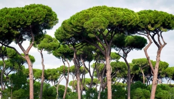 Pinus Pinea: Caratteristiche e Vantaggi del Pino Domestico
