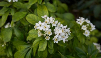 Choisya Ternata: Perché Scegliere l'Arancio del Messico per il Tuo Giardino?