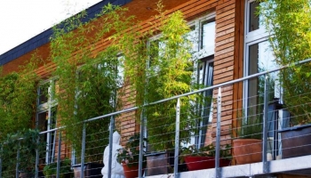Che Piante Usare per Coprire il Balcone? Scherma e Proteggi la Privacy così