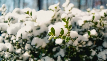 Quali Piante Resistono al Freddo?
