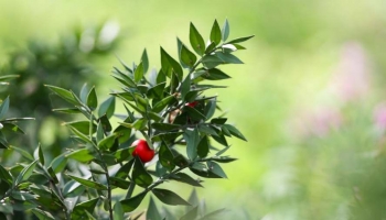 Guida Pratica al Pungitopo: Come Utilizzarlo in Giardino e come Curarlo  