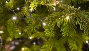 Come Scegliere il Miglior Abete Naturale per il Natale 2025
