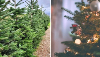Abete Nordmanniana: L’Albero di Natale Perfetto