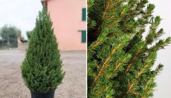 Picea Glauca Conica: L’Albero Elegante e Compatto per il Natale