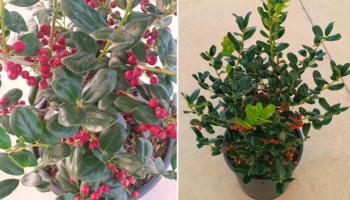 Agrifoglio Red Dot: La Pianta Ornamentale per le Tue Festività