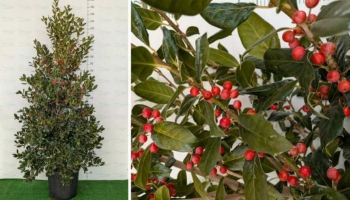 Perché Scegliere l'Agrifoglio Nellie Steven per il Tuo Natale