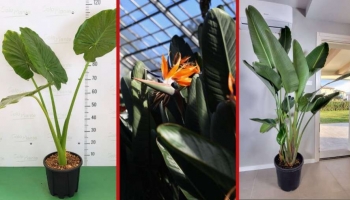 Le Migliori Piante da Regalare per il Natale 2025 (idee green dall’effetto wow)
