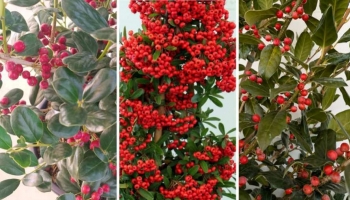 Piante Baccate Natalizie per Decorare di Rosso gli Esterni di Casa