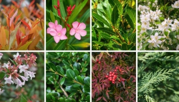 Trova la Pianta Perfetta per Te (e Non fare l’Errore di Tutti)