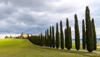 Cipresso Maschio: Cosa Significa Davvero?