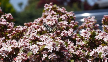Pianta Fiorita, Elegante e Resistente? Ecco il Rhaphiolepis